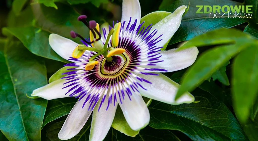 Passiflora i chmiel zwyczajny – duet niezwyczajny na dobre samopoczucie i sen