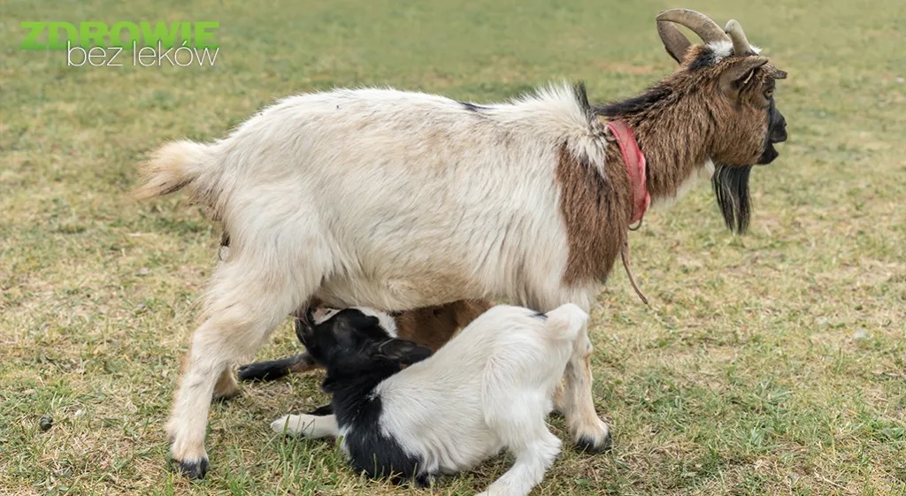 Colostrum (siara, zwane również młodziwem) – jeden z cudów natury