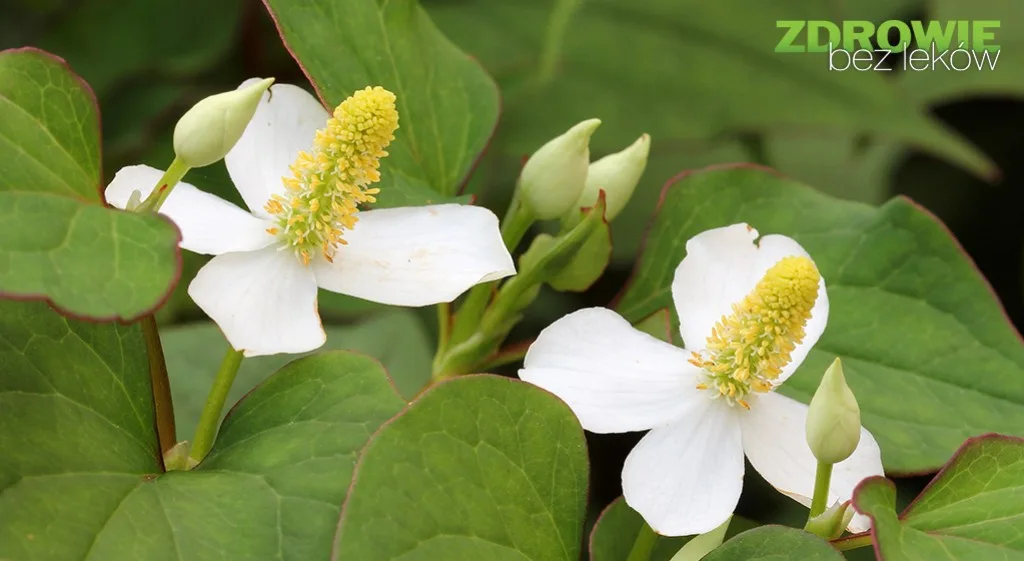 Pstrolistka sercowata – Houttuynia cordata Thunb. w praktycznej fitoterapii