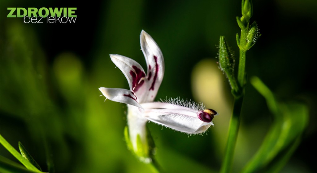 Andrographis paniculata – królowa gorzkich smaków