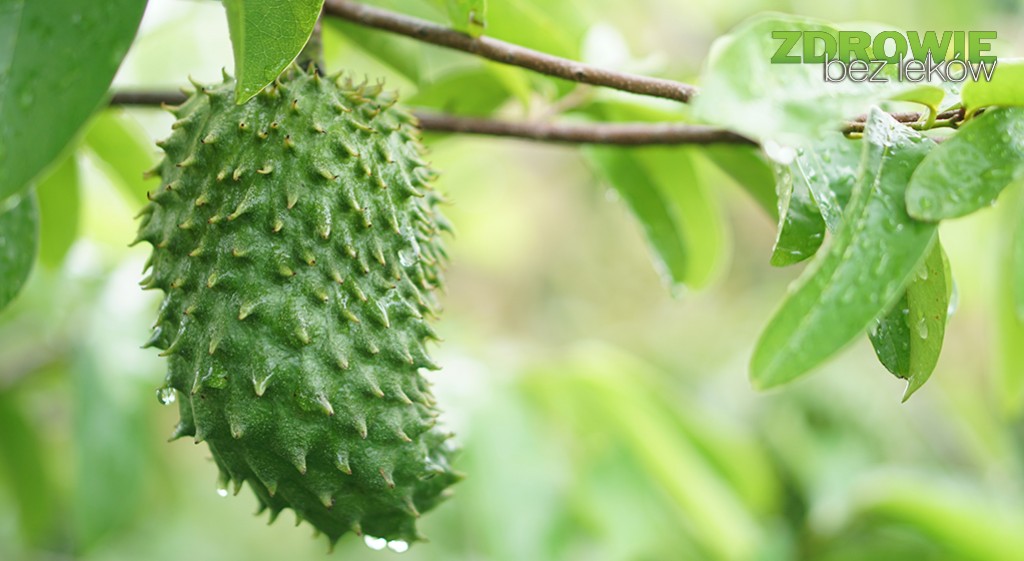 Graviola – owoc o wszechstronnych możliwościach