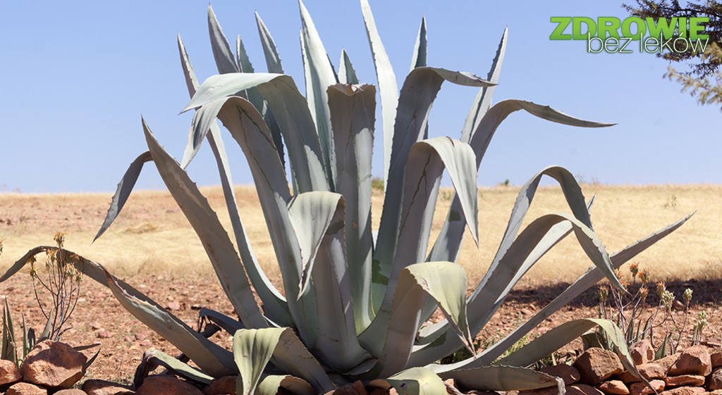 Agawa (Agave) w praktycznej fitoterapii