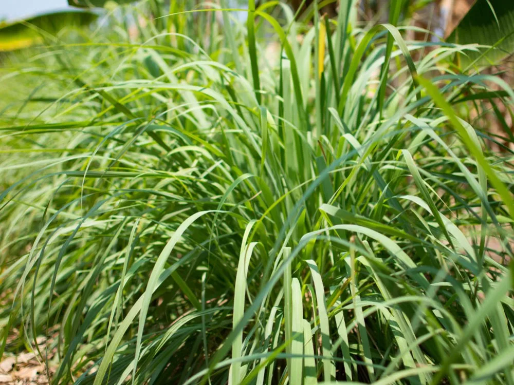 Trawa cytrynowa