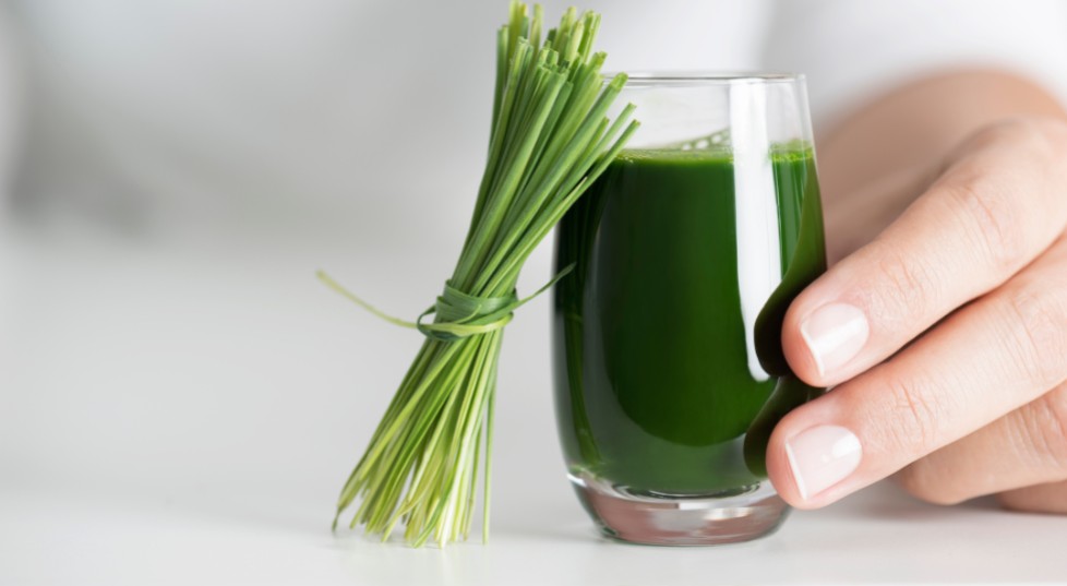 Trawa pszeniczna – zielone superfood