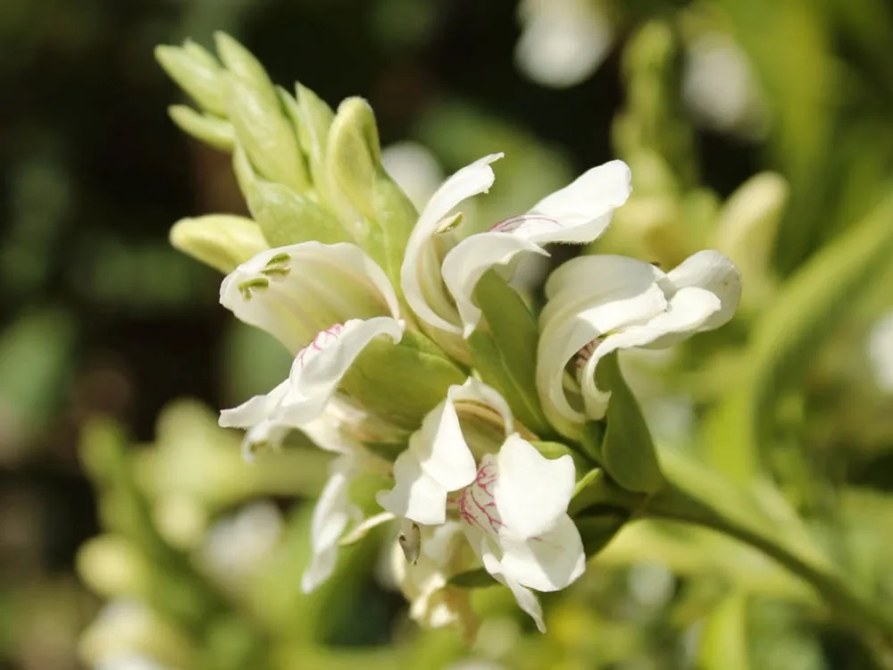 VASAKA (Justicia adhatoda)