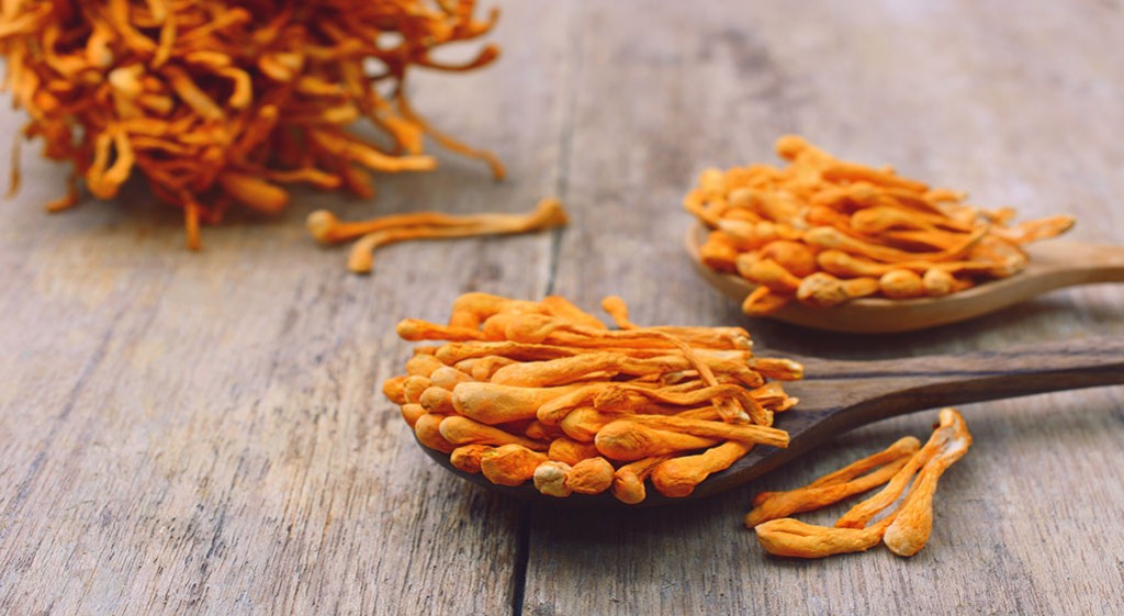 Cordyceps – grzyb, który leczy