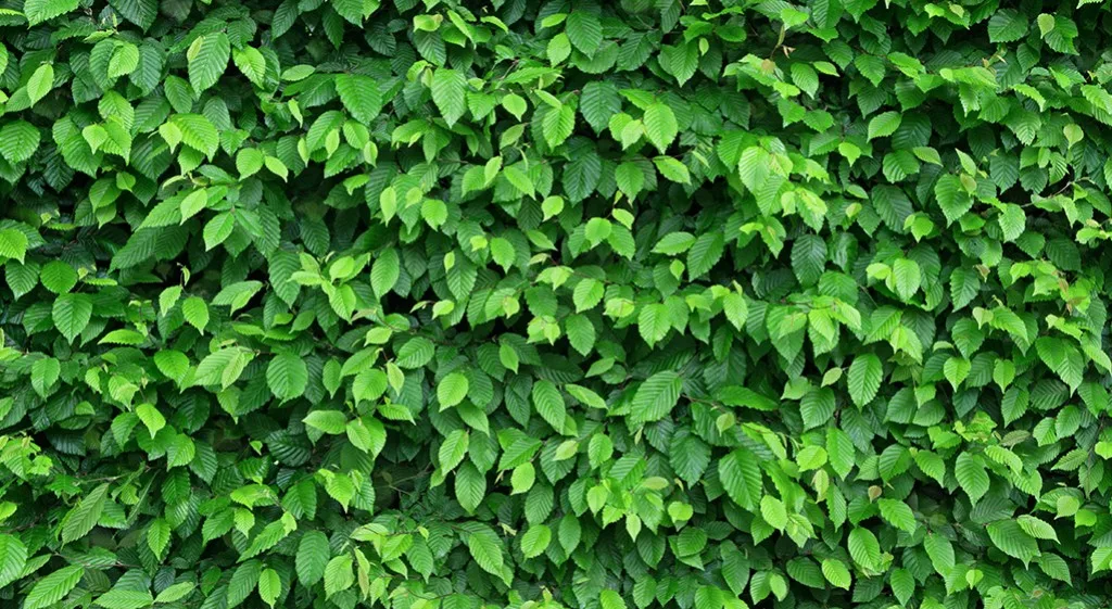 Chlorofile 