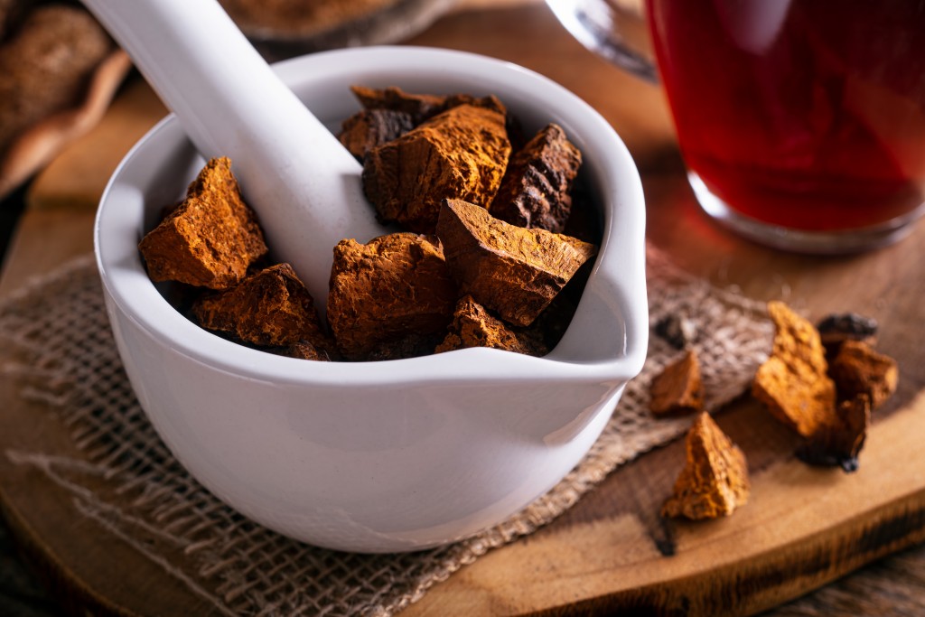 Chaga – czarny diament lasu