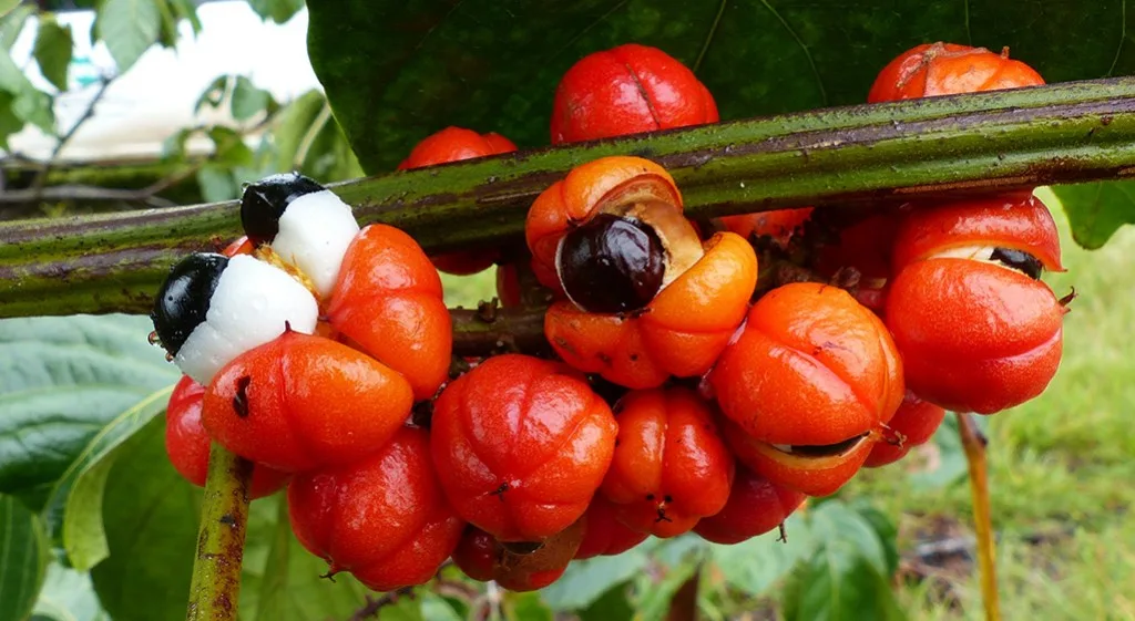 Guarana – wspiera odchudzanie, zwalcza zmęczenie