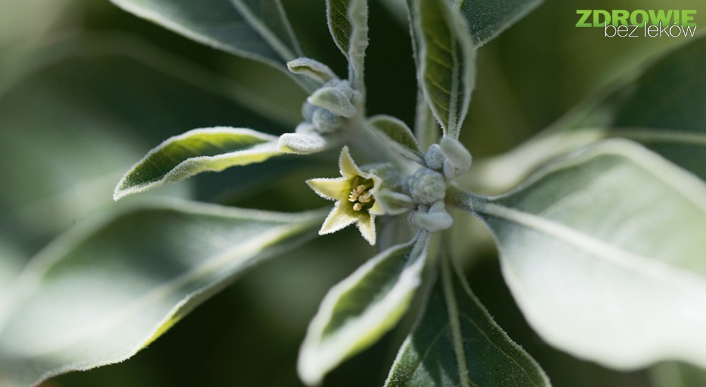 ASHWAGANDHA na „końskie zdrowie”