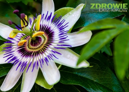 Passiflora i chmiel zwyczajny – duet niezwyczajny na dobre samopoczucie i sen