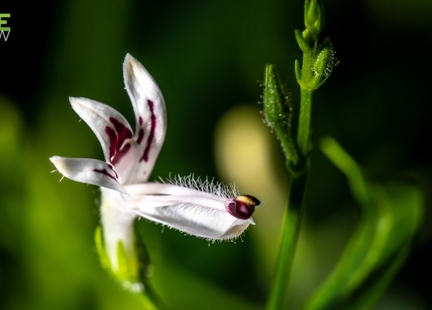 Andrographis paniculata – królowa gorzkich smaków