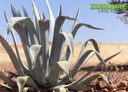 Agawa (Agave) w praktycznej fitoterapii 