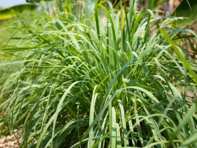 Trawa cytrynowa