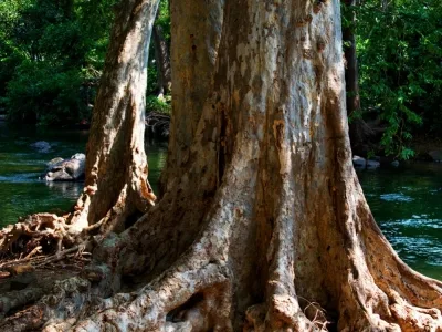 ARJUNA (Terminalia arjuna)
