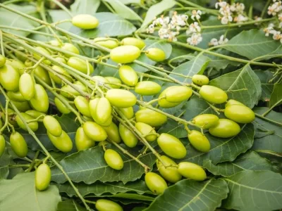 NEEM (Azadirachta indica)