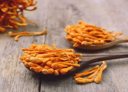 Cordyceps – grzyb, który leczy