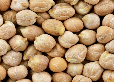 Cieciorka