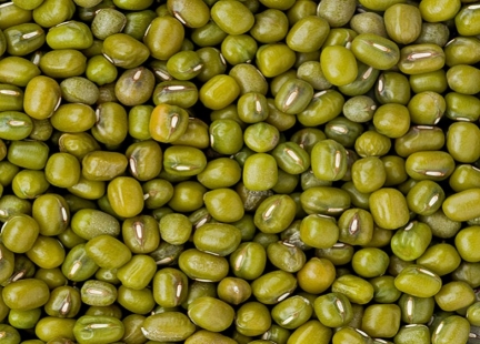 Fasolka mung