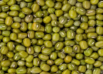 Fasolka mung
