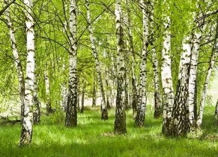 Sok z brzozy – eliksir życia