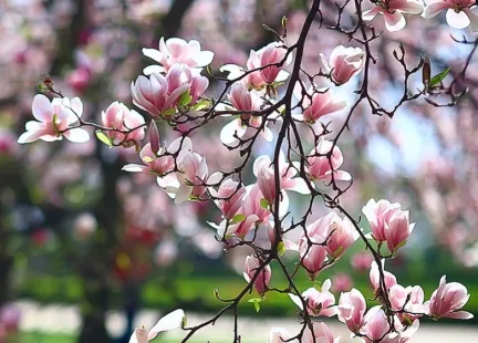 Kora magnolii – wielowiekowy lek z Dalekiego Wschodu