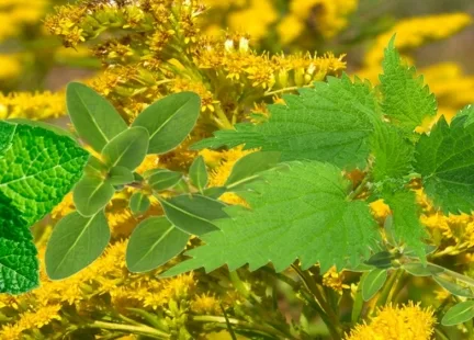 Ekstrakt ziołowy Nefris firmy Medi-Flowery
