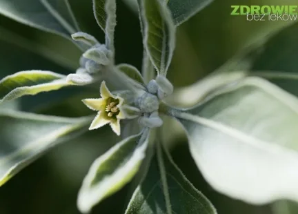 ASHWAGANDHA na „końskie zdrowie”