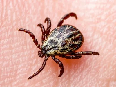 Borelioza z Lyme (cz. I)