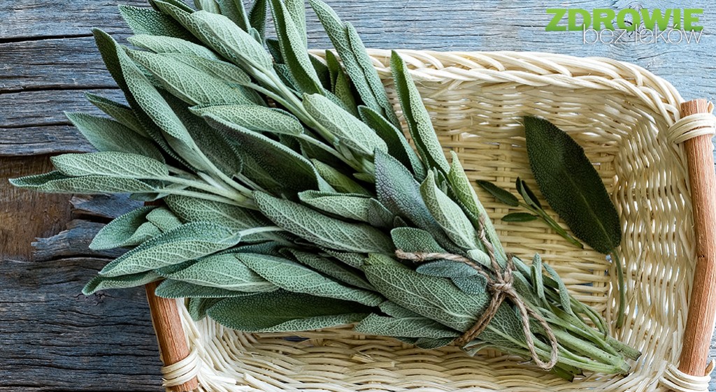 Szałwia lekarska – czy wiemy o niej wszystko?