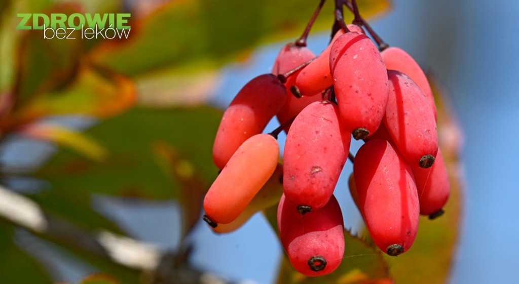 Berberyna i morwa biała w profilaktyce prozdrowotnej i w redukcji wagi