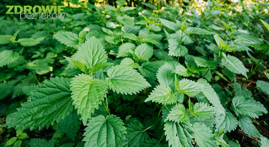 Ziołoterapia w cukrzycy