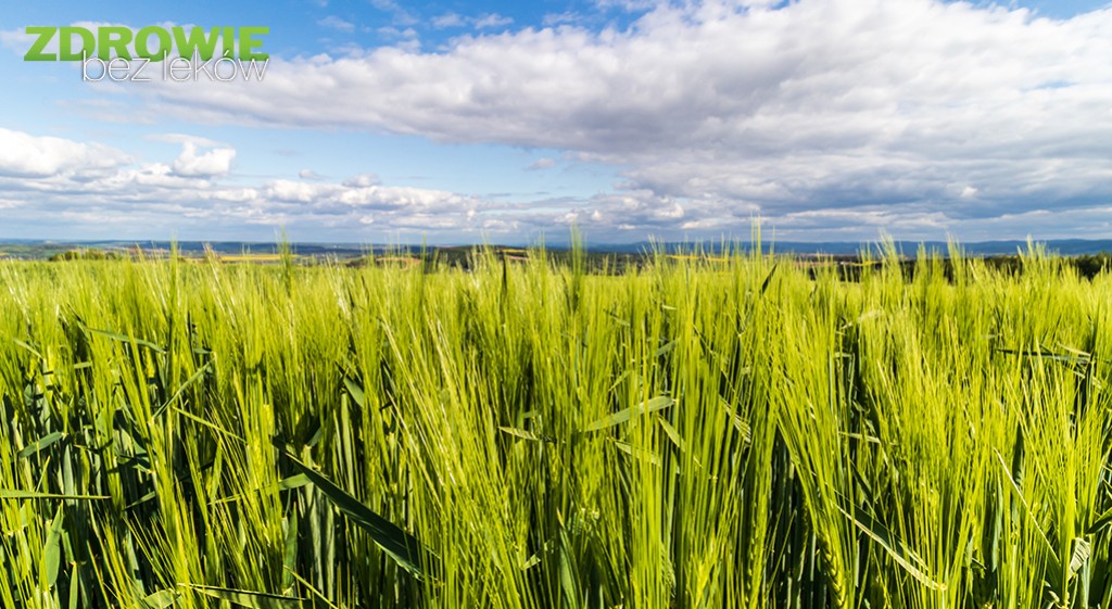 Młody jęczmień – swojskie superfood
