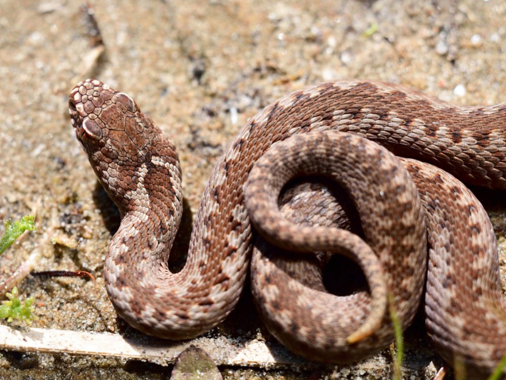 Zatrucie jadem żmii zygzakowatej