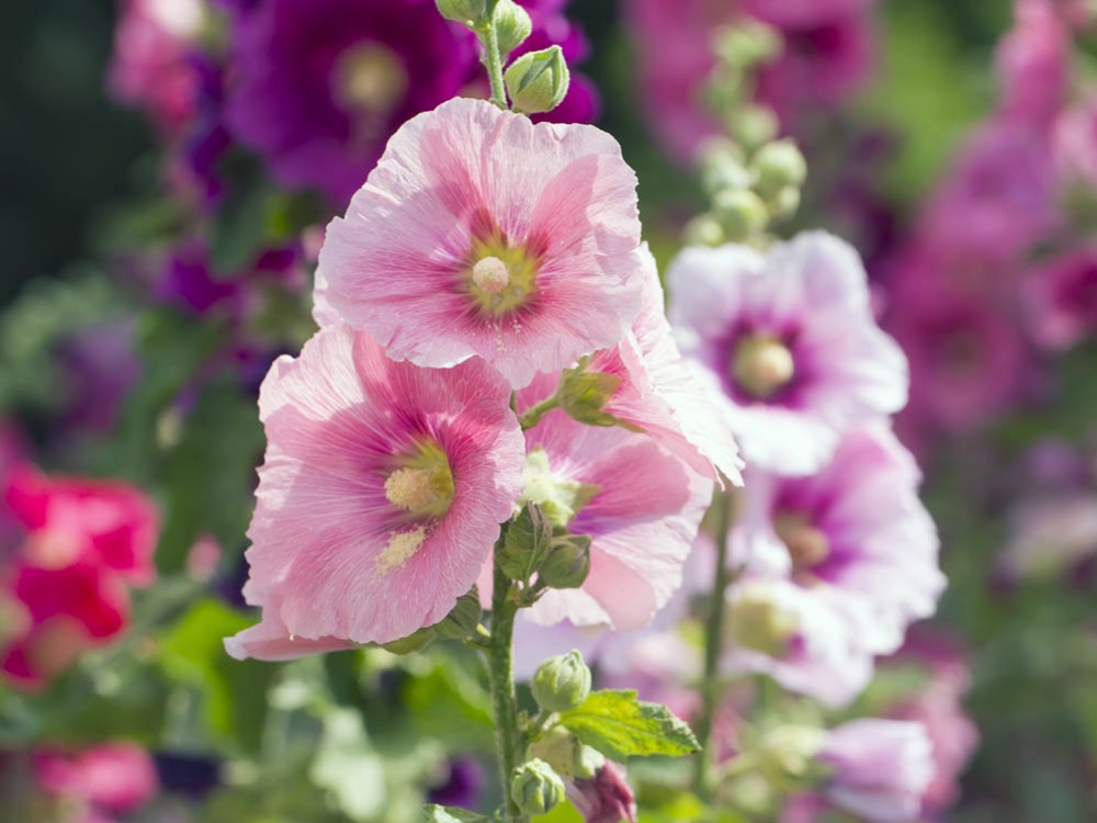 Malwa (ślaz, ślaz dziki) kwiat