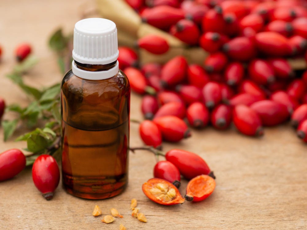 Dzika róża – właściwości i zastosowanie