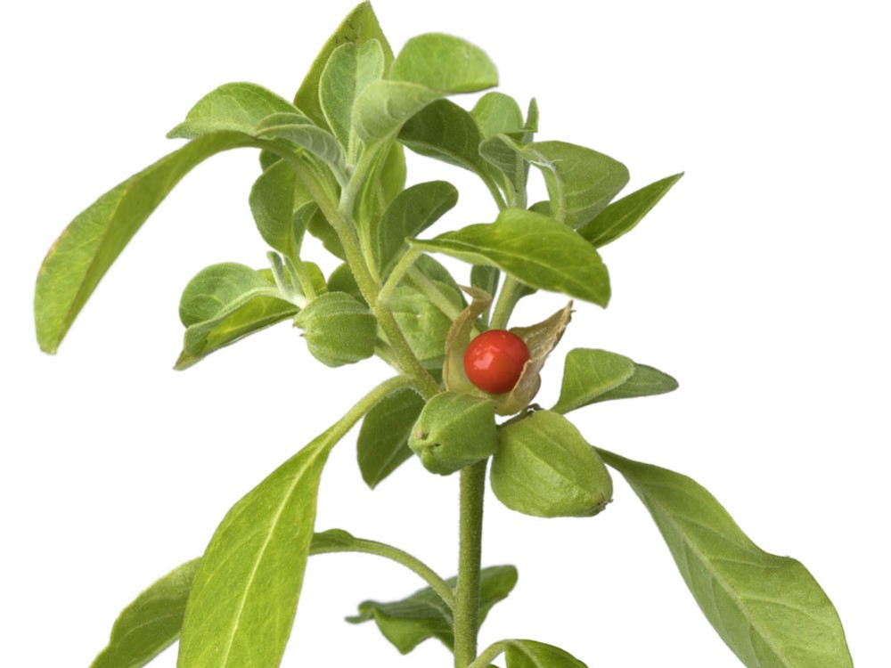 ASHWAGANDHA (Withania somnifera)