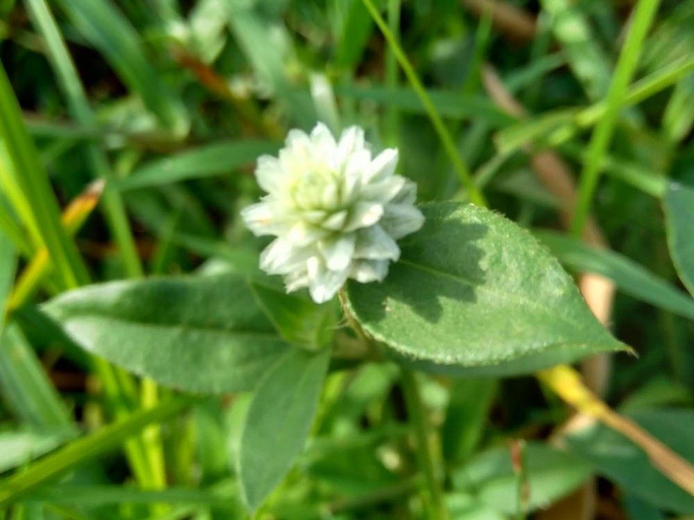 BHRINGRAJ (Eclipta alba)