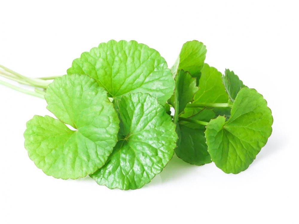 GOTU KOLA (Centella asiatica)