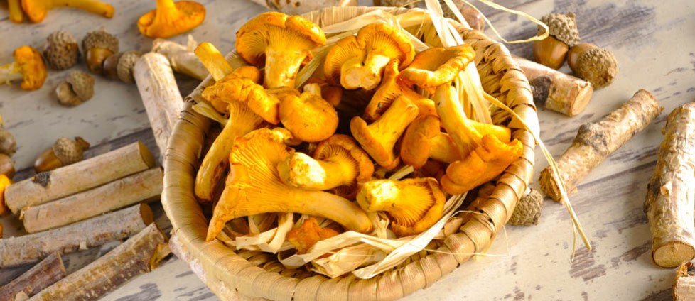 Kurki – złoto prosto z lasu