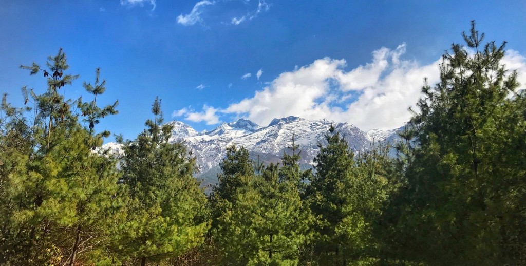 Niesamowite właściwości pyłku sosny