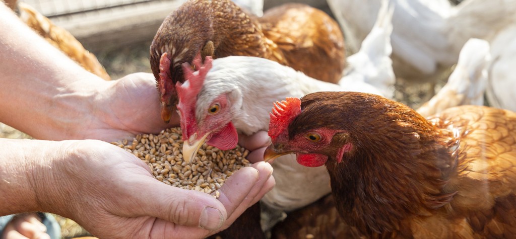 Jajka – dlaczego warto zrezygnować z „trójek”