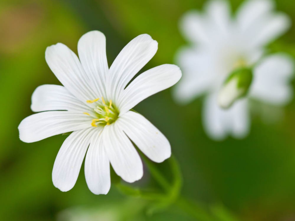 Gwiazdnica pospolita