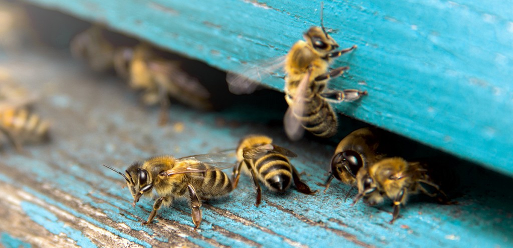 Apitoksynoterapia, czyli leczenie jadem pszczół