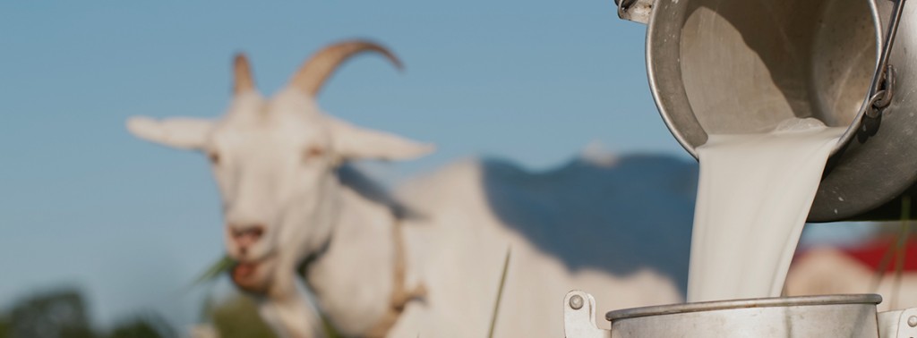 Wzmacniający odporność kozi nabiał – oręż przeciwko wirusom
