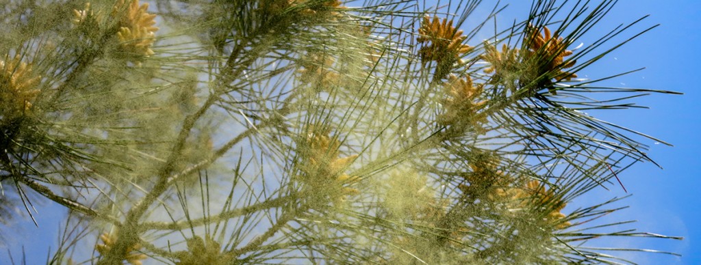 Niesamowite właściwości pyłku sosny cz.2