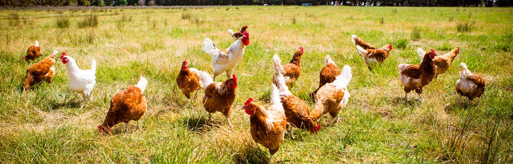 Prof. Teresa Majewska - Jajka to jeden z najzdrowszych pokarmów dla człowieka