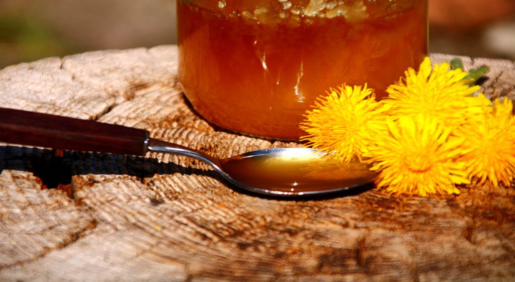 Czas na syropy – syrop z kwiatów mniszka lekarskiego (Taraxacum vulgare)