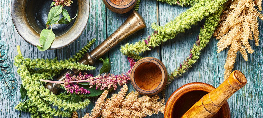 Fitoterapia a zielarstwo na przykładzie gatunków przetacznika (Veronica sp.)