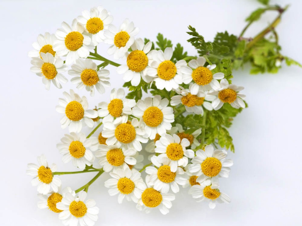 Bertram – roślina lecznicza dla wszystkich